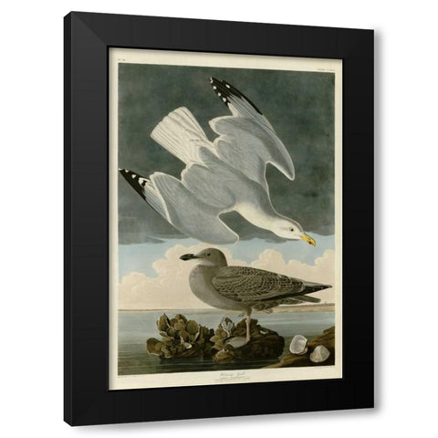 Herring Gull Black Modern Wood Framed Art Print by Audubon, John James