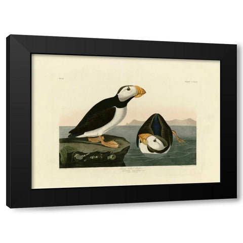 Large Billed Puffin Black Modern Wood Framed Art Print with Double Matting by Audubon, John James