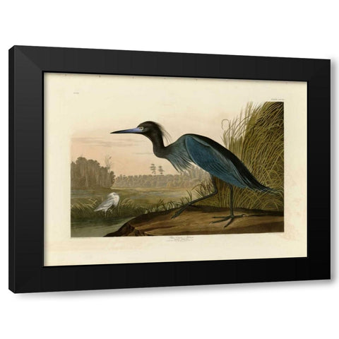 Blue Crane or Heron Black Modern Wood Framed Art Print by Audubon, John James