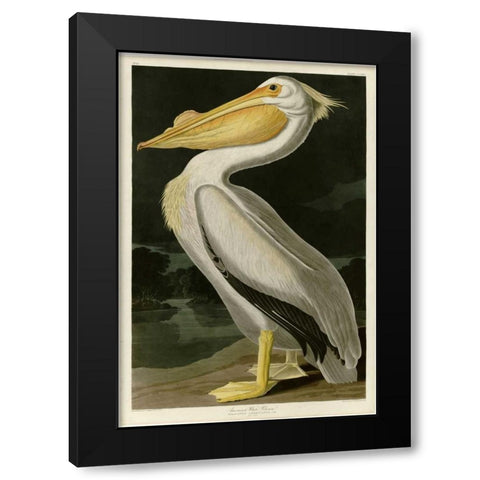 American White Pelican Black Modern Wood Framed Art Print with Double Matting by Audubon, John James