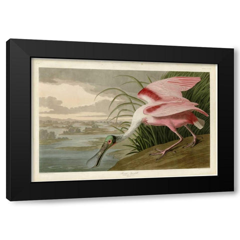 Roseate Spoonbill Black Modern Wood Framed Art Print with Double Matting by Audubon, John James