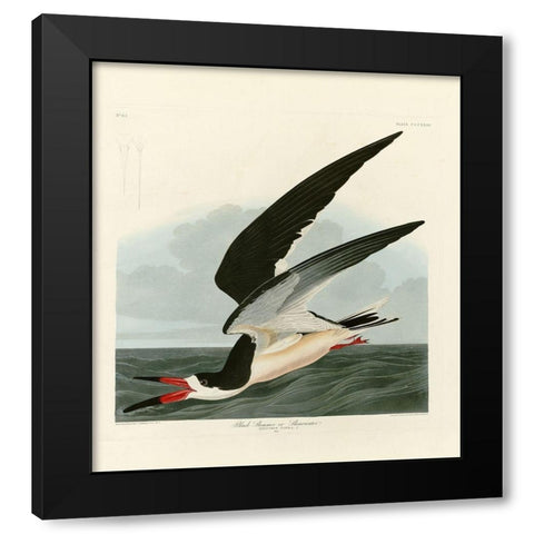 Black Skimmer Black Modern Wood Framed Art Print by Audubon, John James