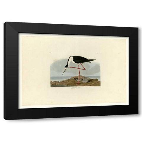 Long Legged Avocet Black Modern Wood Framed Art Print with Double Matting by Audubon, John James