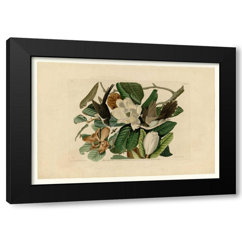 Black Billed Cuckoo Black Modern Wood Framed Art Print by Audubon, John James