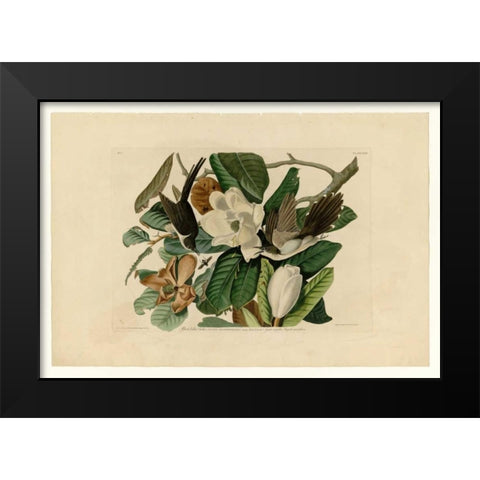 Black Billed Cuckoo Black Modern Wood Framed Art Print by Audubon, John James