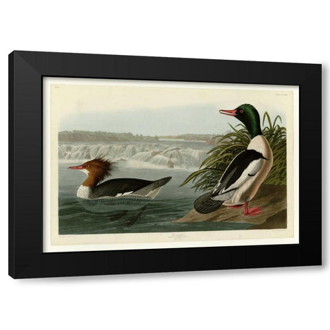 Goosander Black Modern Wood Framed Art Print with Double Matting by Audubon, John James
