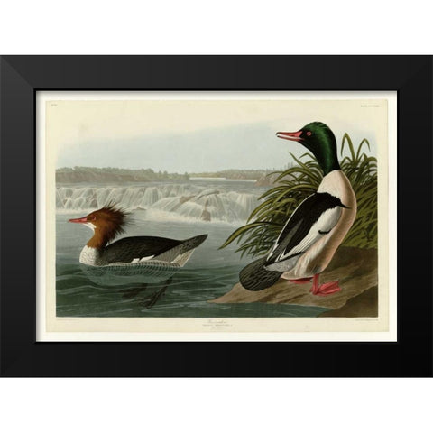 Goosander Black Modern Wood Framed Art Print by Audubon, John James