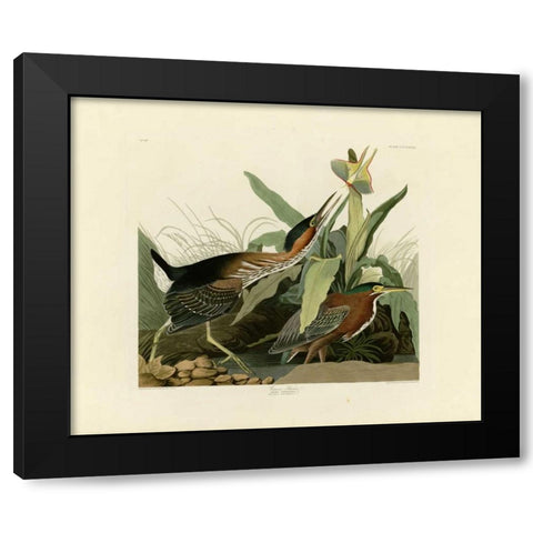 Green Heron Black Modern Wood Framed Art Print by Audubon, John James