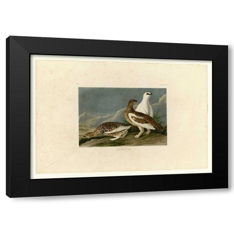 Rock Grouse Black Modern Wood Framed Art Print by Audubon, John James