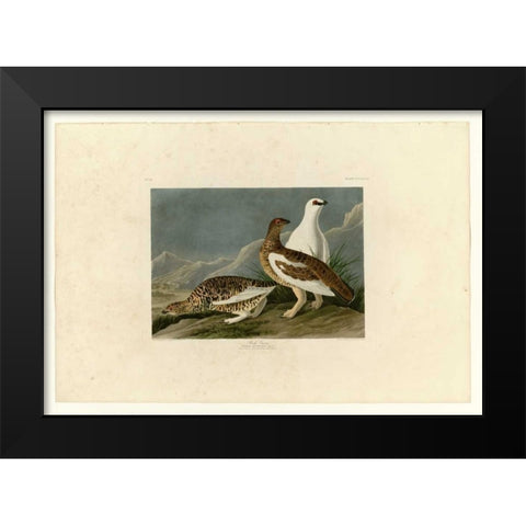 Rock Grouse Black Modern Wood Framed Art Print by Audubon, John James
