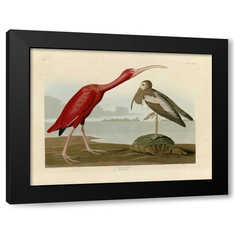 Scarlet Ibis Black Modern Wood Framed Art Print by Audubon, John James