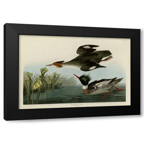 Red Breasted Merganser Black Modern Wood Framed Art Print by Audubon, John James