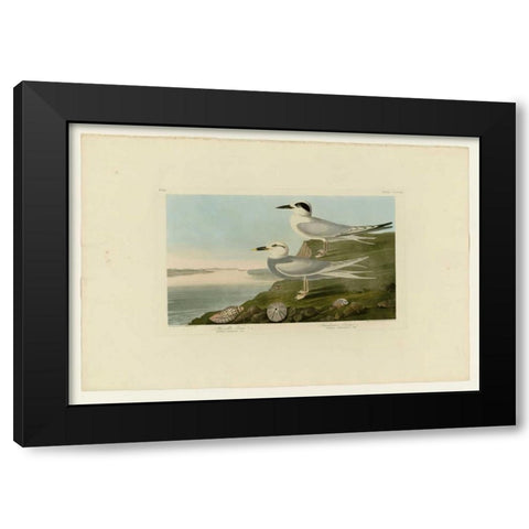 Trudeaus Tern Black Modern Wood Framed Art Print with Double Matting by Audubon, John James