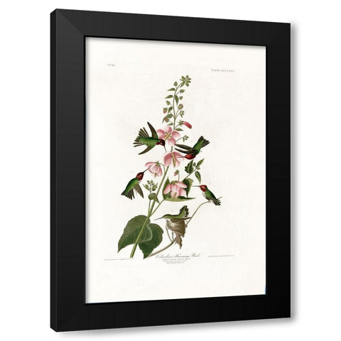 Columbian Humming Bird Black Modern Wood Framed Art Print by Audubon, John James