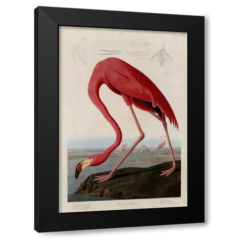 American Flamingo Black Modern Wood Framed Art Print with Double Matting by Audubon, John James