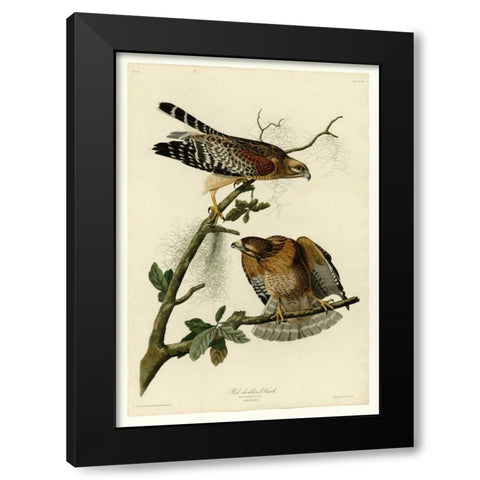 Red Shouldered Hawk Black Modern Wood Framed Art Print with Double Matting by Audubon, John James