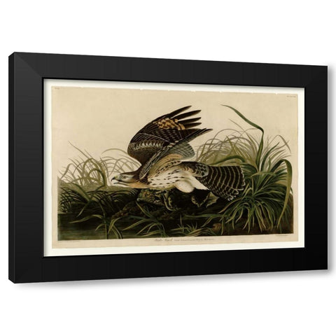 Winter Hawk Black Modern Wood Framed Art Print by Audubon, John James