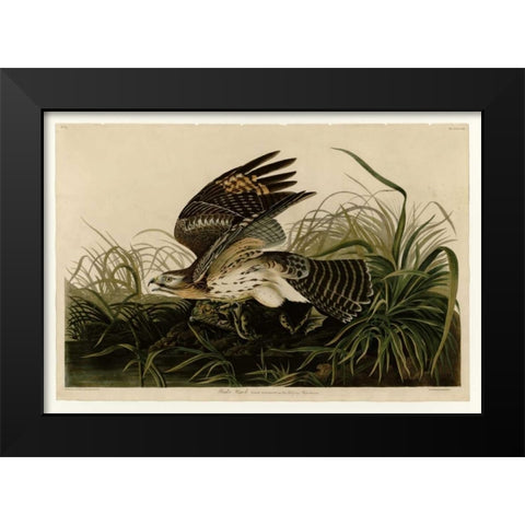 Winter Hawk Black Modern Wood Framed Art Print by Audubon, John James