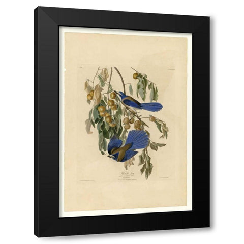 Florida Jay Black Modern Wood Framed Art Print with Double Matting by Audubon, John James