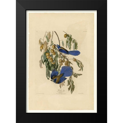 Florida Jay Black Modern Wood Framed Art Print by Audubon, John James