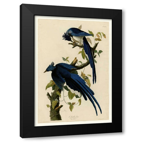 Columbia Jay Black Modern Wood Framed Art Print with Double Matting by Audubon, John James