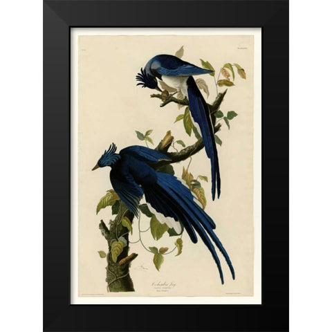 Columbia Jay Black Modern Wood Framed Art Print by Audubon, John James