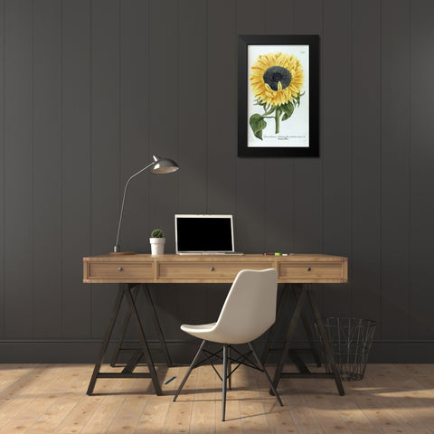Sunflower - Chrysanthemum Black Modern Wood Framed Art Print by Weinmann, Jacob