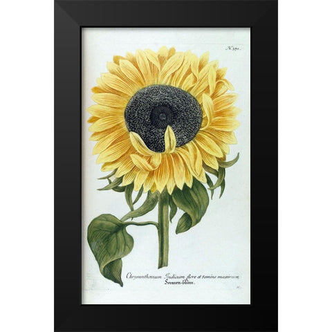 Sunflower - Chrysanthemum Black Modern Wood Framed Art Print by Weinmann, Jacob