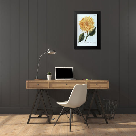 Chrysanthemum Flor Solis Maxi Black Modern Wood Framed Art Print by Weinmann, Jacob