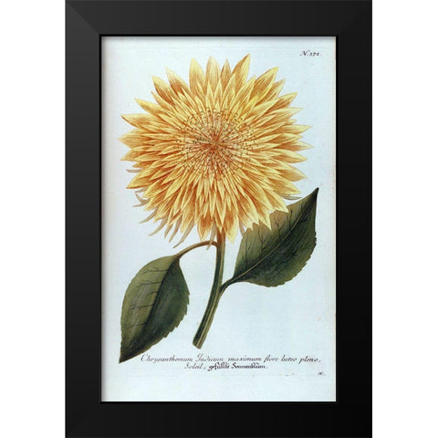 Chrysanthemum Flor Solis Maxi Black Modern Wood Framed Art Print by Weinmann, Jacob