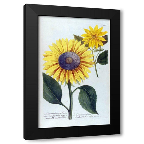 Sunflower Flor Solis Mini Black Modern Wood Framed Art Print with Double Matting by Weinmann, Jacob