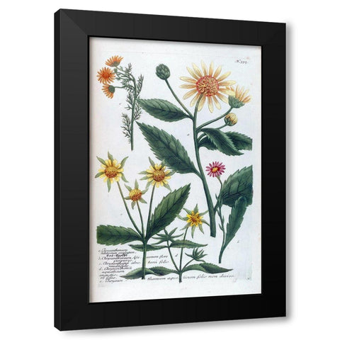 Chrysanthemum Tuberosum Black Modern Wood Framed Art Print with Double Matting by Weinmann, Jacob