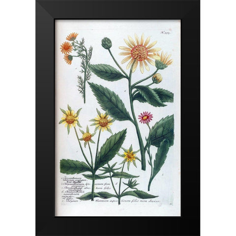 Chrysanthemum Tuberosum Black Modern Wood Framed Art Print by Weinmann, Jacob