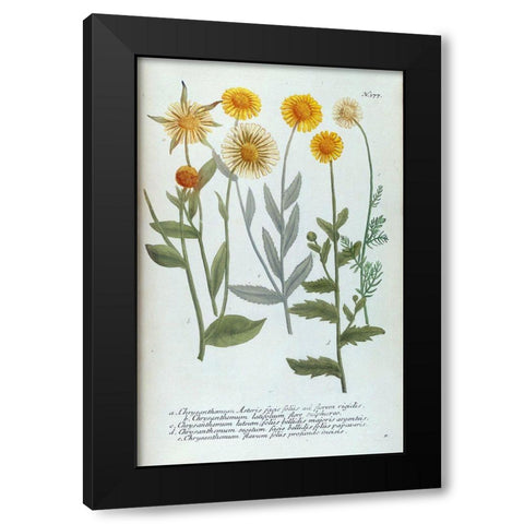 Chrysanthemum Asteris Black Modern Wood Framed Art Print with Double Matting by Weinmann, Jacob