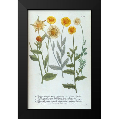 Chrysanthemum Asteris Black Modern Wood Framed Art Print by Weinmann, Jacob