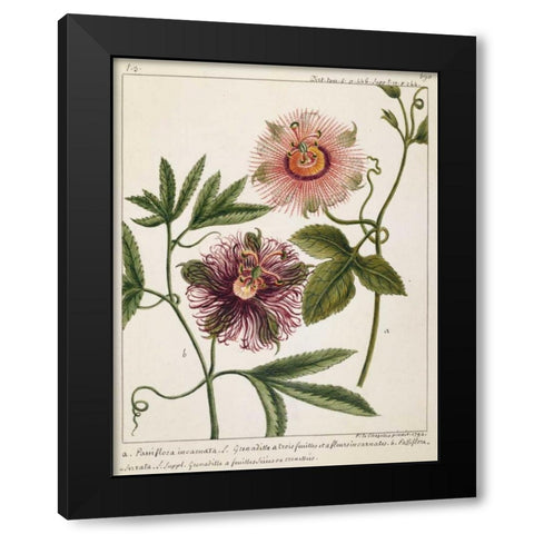 Passiflora Incarnata Black Modern Wood Framed Art Print with Double Matting by Chazelles, Laurent