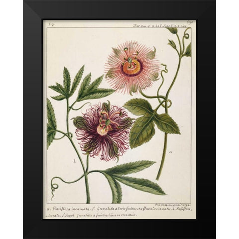 Passiflora Incarnata Black Modern Wood Framed Art Print by Chazelles, Laurent