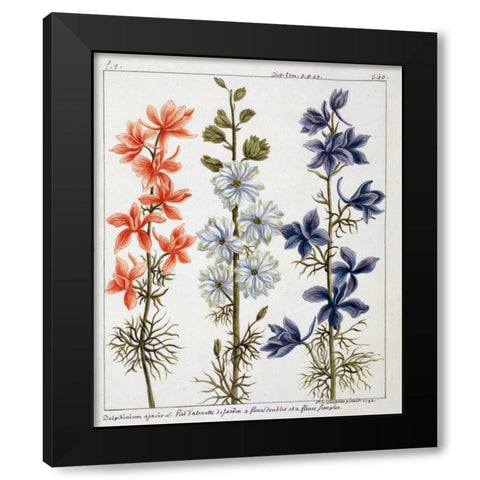 Delphinium Ajacis Black Modern Wood Framed Art Print with Double Matting by De Chazelles, Laurent