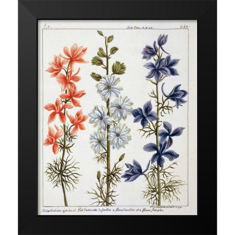 Delphinium Ajacis Black Modern Wood Framed Art Print by De Chazelles, Laurent