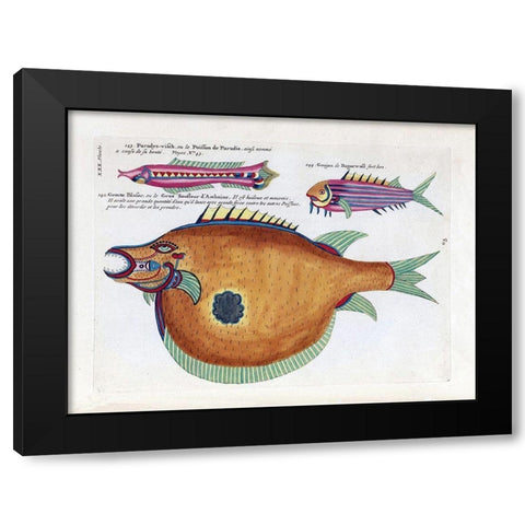 Poisson de Paradis Black Modern Wood Framed Art Print with Double Matting by Renard, Louis