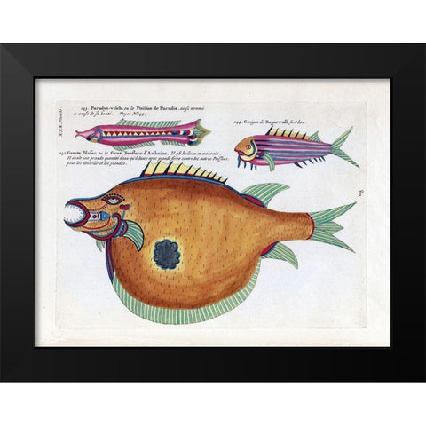 Poisson de Paradis Black Modern Wood Framed Art Print by Renard, Louis