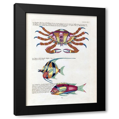 Crabbe Marinne D Amboine Black Modern Wood Framed Art Print with Double Matting by Renard, Louis