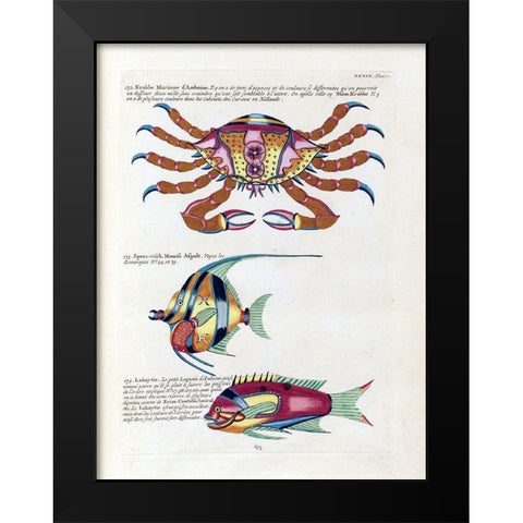 Crabbe Marinne D Amboine Black Modern Wood Framed Art Print by Renard, Louis