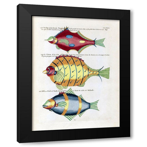 Turbot de la Cote des Puepoes Black Modern Wood Framed Art Print with Double Matting by Renard, Louis