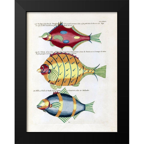 Turbot de la Cote des Puepoes Black Modern Wood Framed Art Print by Renard, Louis