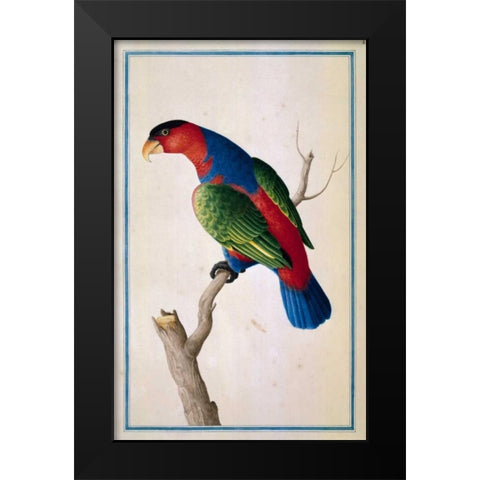 Lory, Left facing Black Modern Wood Framed Art Print by De Bevere, Pieter