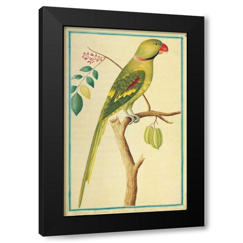 Alexandrine Parakeet, Right facing Black Modern Wood Framed Art Print with Double Matting by De Bevere, Pieter