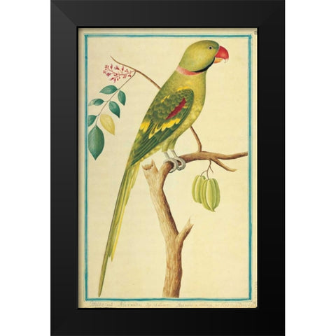 Alexandrine Parakeet, Right facing Black Modern Wood Framed Art Print by De Bevere, Pieter