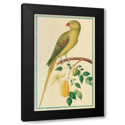 Alexandrine Parakeet. Left facing Black Modern Wood Framed Art Print with Double Matting by De Bevere, Pieter