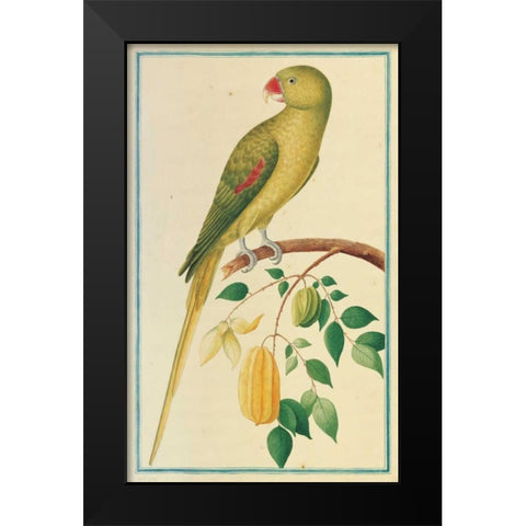 Alexandrine Parakeet. Left facing Black Modern Wood Framed Art Print by De Bevere, Pieter